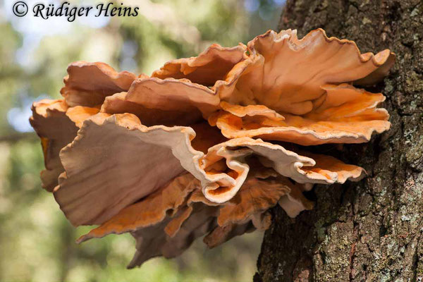 Laetiporus sulphureus (Gemeiner Schwefelporling), 7.10.2006