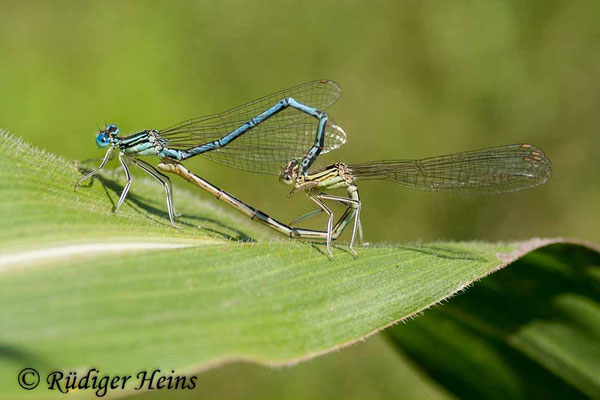 Platycnemis pennipes (Blaue Federlibelle) Paarung, 26.7.2008
