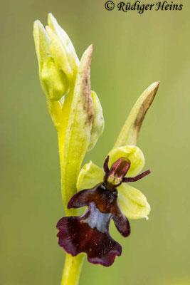 Ophrys insectifera (Fliegen-Ragwurz)
