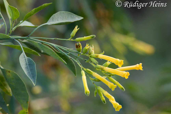 Nicotiana glauca (Blaugrüner Tabak), 30.11.2024