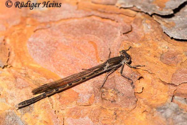 Sympecma fusca (Gemeine Winterlibelle) Weibchen, 12.3.2022