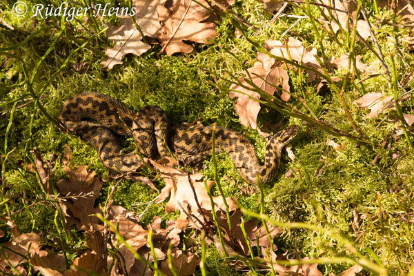 Vipera berus (Kreuzotter) Männchen, 25.3.2017