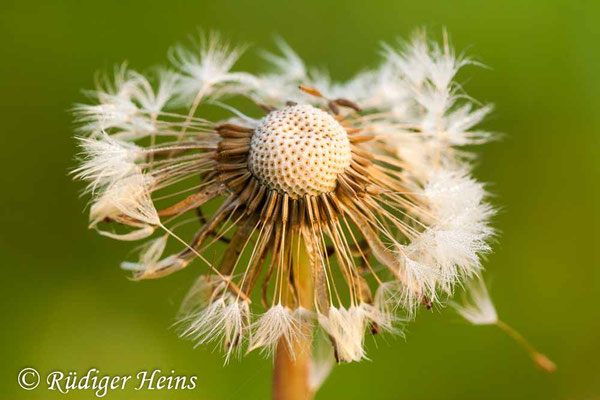 Taraxacum officinale (Gewöhnlicher Löwenzahn)