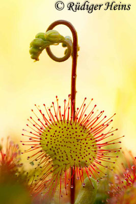 Drosera rotundifolia (Rundblättriger Sonnentau), 28.6.2015