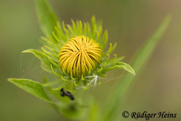 Inula britannica (Wiesen-Alant)