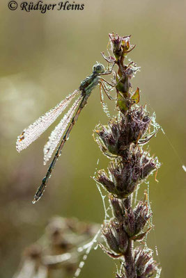 Lestes barbarus (Südliche Binsenjungfer) Männchen, 24.8.2021 - Makroobjektiv 100mm f/2.8