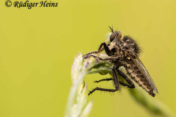 Dysmachus trigonus (Säbel-Raubfliege) Männchen
