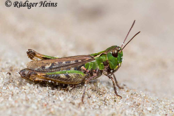 Myrmeleotettix maculatus (Gefleckte Keulenschrecke) Weibchen, 18.9.2017