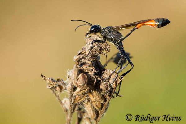 Ammophila sabulosa (Gemeine Sandwespe), 29.8.2020