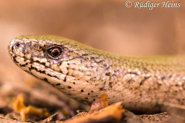 Anguis fragilis (Blindschleiche), 1.5.2024