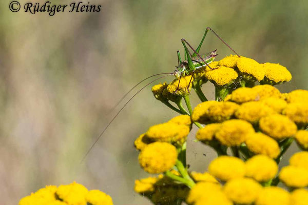 Leptophyes albovittata  (Gestreifte Zartschrecke) Männchen
