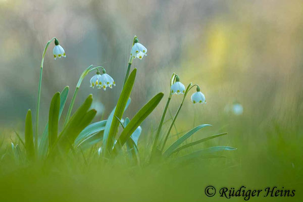 Leucojum vernum (Frühlingsknotenblume oder Märzenbecher)