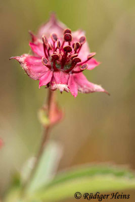 Comarum palustre (Sumpf-Blutauge)