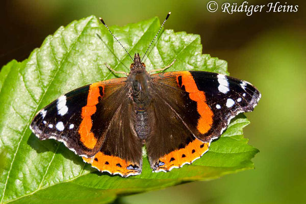 Vanessa atalanta (Admiral), 15.9.2007