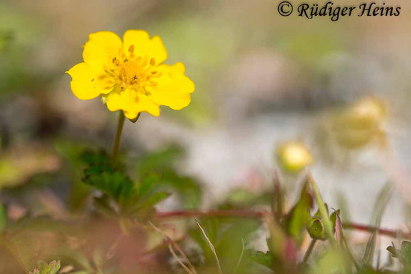 Potentilla reptans (Kriechendes Fingerkraut), 23.6.2022