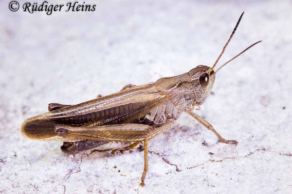 Stauroderus scalaris (Gebirgsgrashüpfer) Männchen, 24.6.1994 (Scan vom Dia)