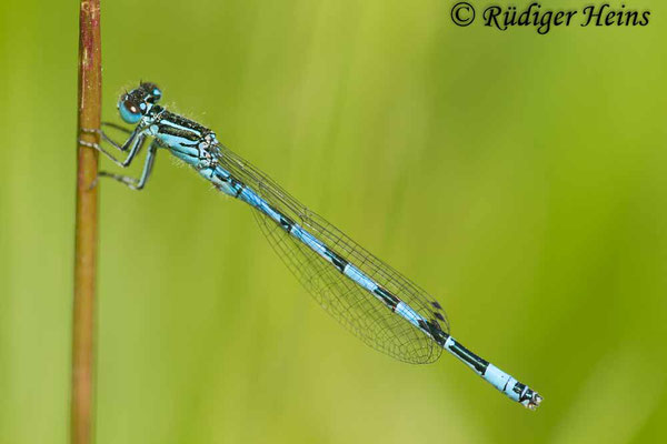 Coenagrion mercuriale (Helm-Azurjungfer) Männchen, 21.5.2015