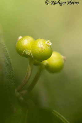 Lonicera xylosteum (Rote Heckenkirsche), 19.6.2023