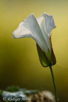 Calystegia sepium (Echte Zaunwinde), 15.9.2020