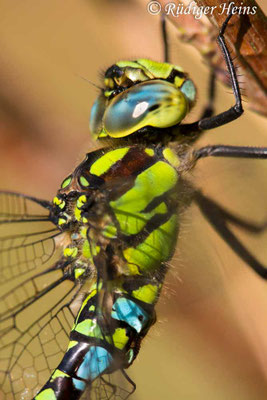 Aeshna cyanea, Blaugrüne Mosaikjungfer, Männchen