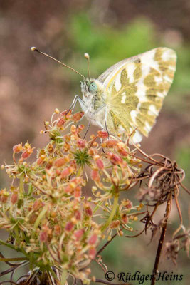 Pontia edusa (Resedafalter), 24.9.2019