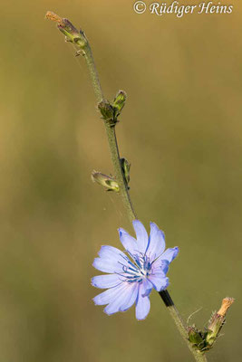 Cichorium intybus (Gemeine Wegwarte), 23.5.2024