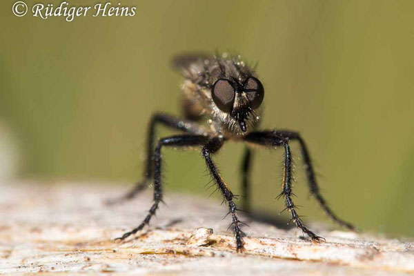 Lasiopogon cinctus (Gemeiner Grauwicht) Männchen, 28.4.2022