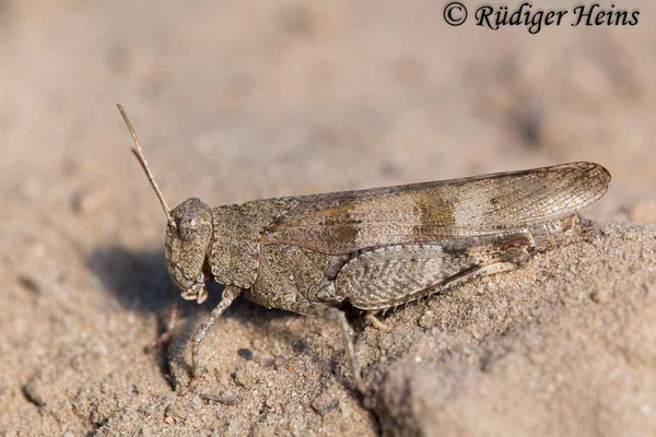 Oedipoda caerulescens (Blauflügelige Ödlandschrecke) Weibchen, 22.8.2018