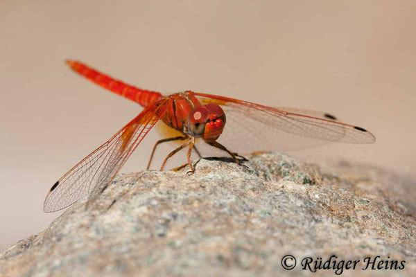 Trithemis kyrbii (Gefleckter Sonnenzeiger) Männchen, 15.7.2011