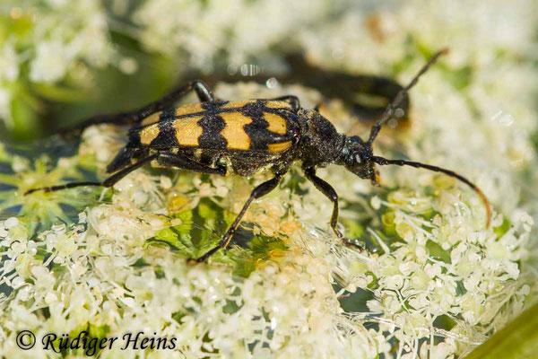 Leptura quadrifasciata (Vierbindiger Schmalbock), 6.8.2015