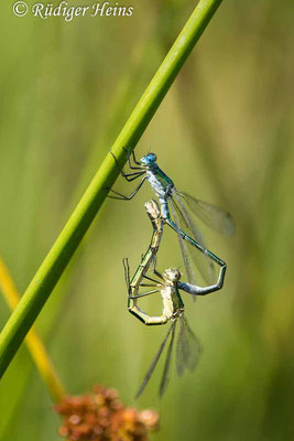 Lestes dryas (Glänzende Binsenjungfer) Paarung, 3.7.2022