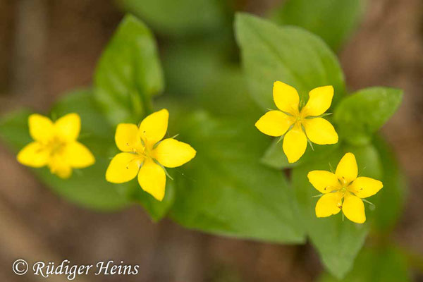 Lysimachia nemorum (Hain-Gilbweiderich), 3.6.2020