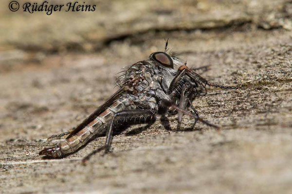 Tolmerus pyragra (Kleine Raubfliege) Männchen