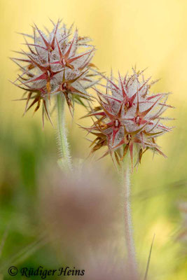 Trifolium stellatum (Stern-Klee)