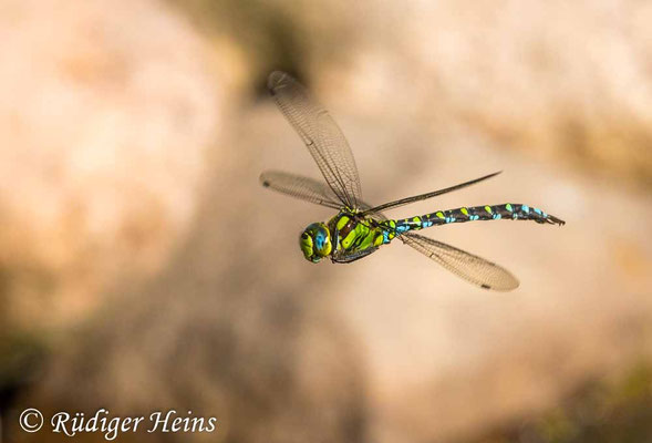 Aeshna cyanea, Blaugrüne Mosaikjungfer, Männchen