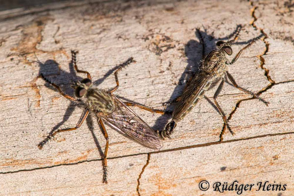 Tolmerus atricapillus (Gemeine Raubfliege) Paarung