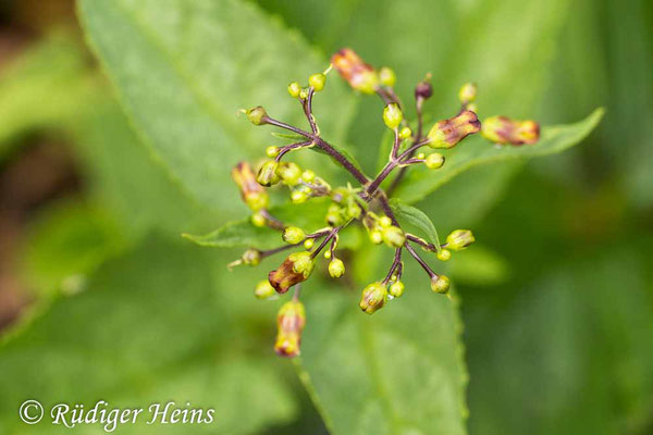 Scrophularia nodosa (Knotige Braunwurz), 11.7.2018