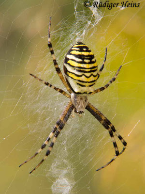 Argiope bruennichi (Zebraspinne, Wespenspinne), 16.8.2016