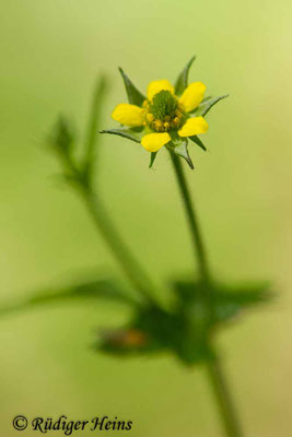 Geum urbanum (Echte Nelkenwurz)