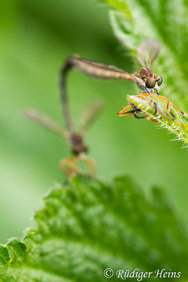 Leptogaster cylindrica Paarung (Gemeine Schlankfliege), 18.7.2019