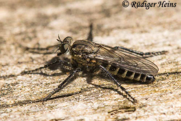 Lasiopogon cinctus (Gemeiner Grauwicht) Weibchen, 7.5.2025