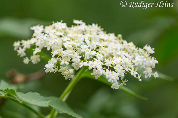 Sambucus nigra (Schwarzer Holunder), 28.5.2018