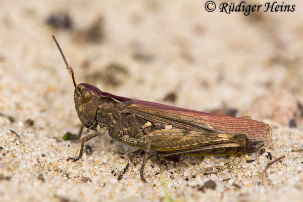 Chorthippus brunneus (Brauner Grashüpfer) Weibchen, 12.10.2017