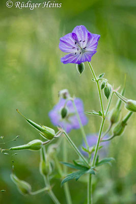 Geranium pratense (Wiesen-Storchschnabel), 7.8.2017