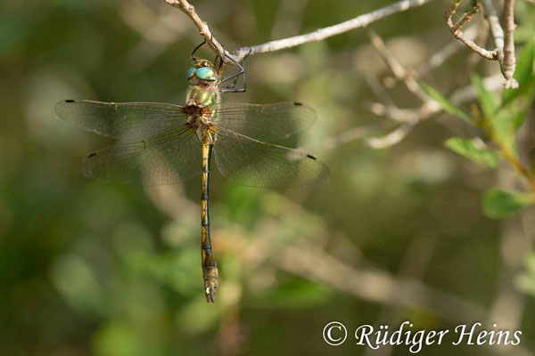 Oxygastra curtisii (Gekielter Flussfalke) Männchen, 21.6.2017