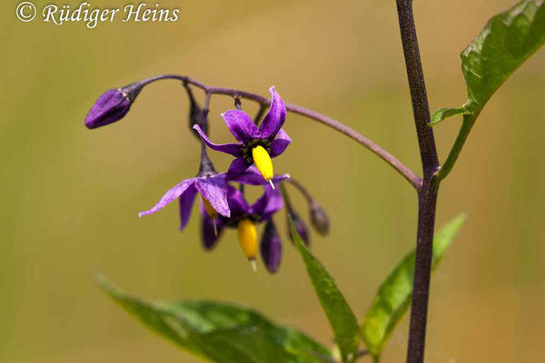 Solanum dulcamara (Bittersüßer Nachtschatten), 4.7.2009