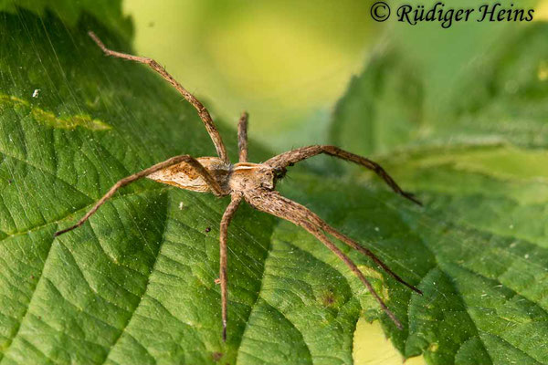 Pisaura mirabilis (Listspinne), 27.6.2020