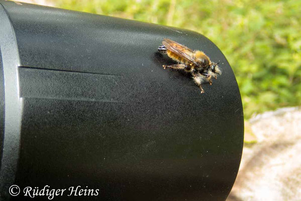 Laphria flava (Gelbe Mordfliege) auf der Sonnenblende, 7.7.2020