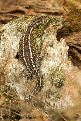 Lacerta agilis (Zauneidechse), 14.4.2017