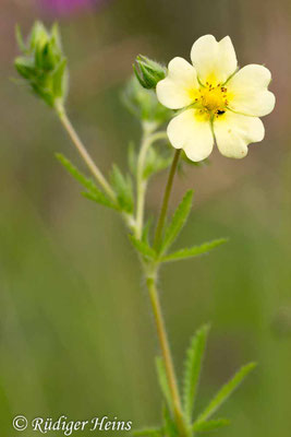 Potentilla recta (Hohes Fingerkraut)